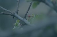 arpadvet_naturoterapie